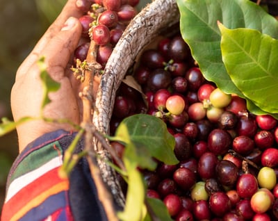 lorsust23 coffee harvest