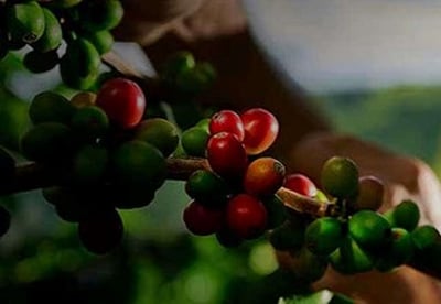 production footer 650x450