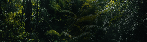 lor origins forestcomponent 1803x520